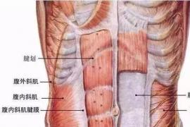 体育新闻看点：这个动作让男人更硬挺让女人更性感你会练吗