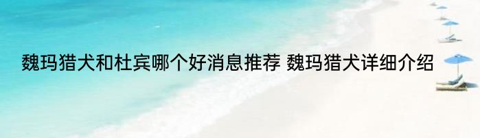 魏玛猎犬和杜宾哪个好消息推荐 魏玛猎犬详细介绍